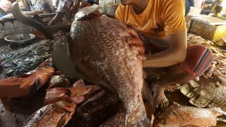 AMAZING ALIVE FISH Cutting Skills in Fish Market| Fastest Fish Slicing By Expert Fish Cutter HD