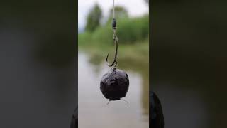 Black Boilies for CarpFishing Best Bait #carpfishing #hobby #fish #fishing #carp #boilies