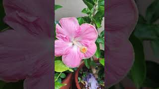 Be yourself and people will like you 🩷🤍 #pottedplants #terracegarden #hibiscus