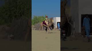 Camel Full Masti Me #trending  #sho #vivia alvideo a