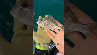 The Coolest Animals I Caught This Week! Part 2… #shorts #fishing #animals #explore #trending #ocean