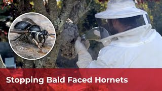 Eliminating Bald Faced Hornets