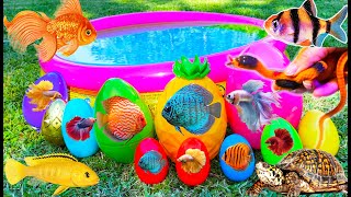 Colorful surprise eggs, crayfish, koi, angelfish, betta fish, goldfish, glofish tetra in the pool