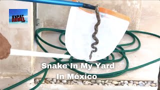 Removing A Snake From Yucatan México Yard