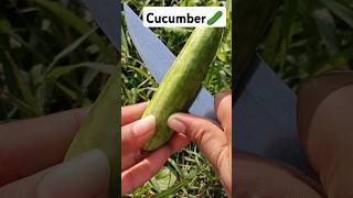 Vegetable farming 🥒🍈🌽🌿 #vegetablefarming #cucumber #organicharvest #harvesting #shots @Food-home14G