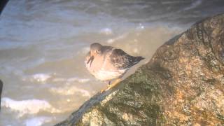 Purple Sandpiper, Rhos-on-Sea, Wales