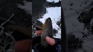 Brownies After Work! #shorts #subscribe #fishing #fish #browntrout #river