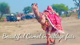 Beautiful camel in village fair الجمل الجميل في معرض القرية || in desert Thar || #camelfair #camels