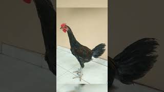 AMUNISI AYAM PELUNG USIA 3 BULAN