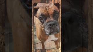 Boxer, Breed Spotlight Shorts #doglover #canineenrichment #dog #caninebehavior #pets #puppy