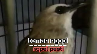 TEMAN NGOPI!! ROPEL PASTI!!