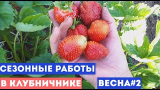 01.05.2021 Сезонные работы в клубничнике🍓: Весна #2. Первая обработка, подкормка.  Мусор-что делать?