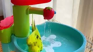 Watch These Adorable Birds Take the Cutest Baths Ever! #birds #viral #parakeet #parrot #shorts