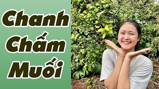 Chanh Chấm Muối Cùng Trang Ở Đắk Lắk #shorts