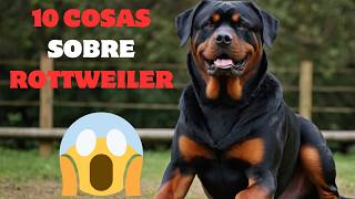 🐶10 datos que NO SABES SOBRE ROTTWEILER🦮secretos impactantes sobre los ROTTWEILER que debes conocer