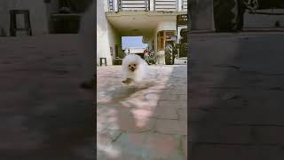 cute puppy 🥰🥰🥰🐩🐩🐩 pls like subscribe share Thanks