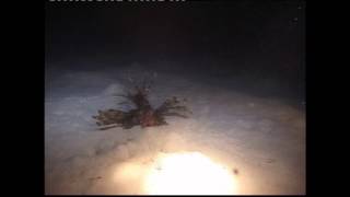 Lion Fish Hunting