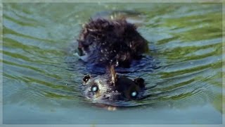 Zombeavers Soundtrack Available on iTunes!!!