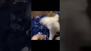 Cat Punches Owner In Brutal Assault #meme