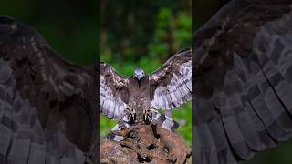 Honey buzzard landing on food table #wildlife #birds #birdofprey #wildlifephotography #slowmotion