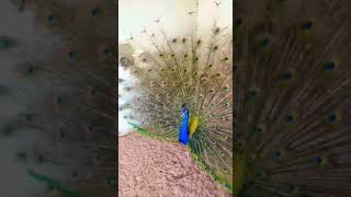 Peacock voice 🦚