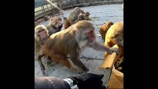 giving food to wild monkeys | wild monkeys eating fruits