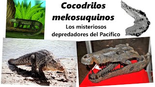 Mekosuquinos. Descubre a los sorprendentes cocodrilos australianos