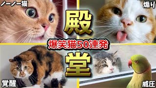 【2ch動物スレ殿堂入り猫編】ツッコミどころ満載なおもしろ猫動画50連発！Part1（鳴き声、しゃべる、子猫、かわいい）