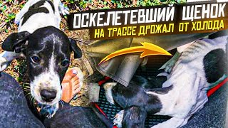 Оскелетевший  щенок ел землю| И бежал на трассу за помощью 😱