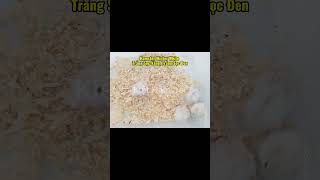 TikTok Hamster Winter White Kiệt Hamster #01