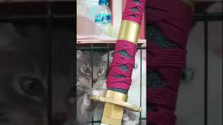 Cat vs Katana #shorts