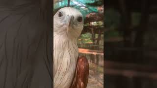 Amazing ! Creasted Serpent Eagle at zoo #shot