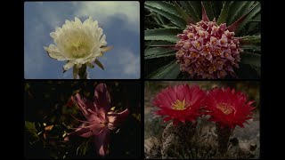 51056 Cactus Flowers SSTV PD120