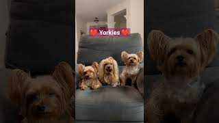 I Love Yorkies ❤️  #amigopet #amigos #yorkie #yorkshireterrier #shortvideo #video #videos #perros