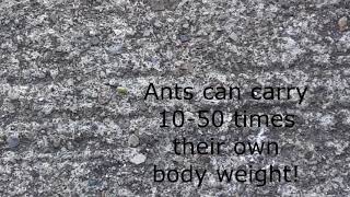 Ant Carrying a Seed Drops it & Struggles to Pick it Back Up