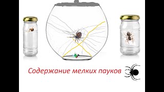 Содержание мелких пауков