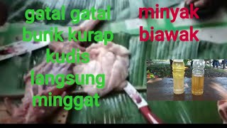 Pembuatan minyak biawak alami