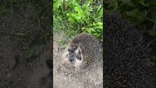 🦔 ёжик 🦔