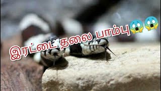 இரட்டை தலை நாகம்!!😲😲 | two headed snake latest video | 2020