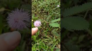 Fabales. Fabaceae. Mimosa pudica. Borneo.