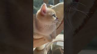 The most curious British shorthair kitten #youtube #cute #kitten #love #viral #youtubeshort #shorts