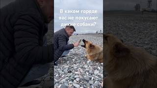 🐶Самые дружелюбные собаки - в Батуми!🐕