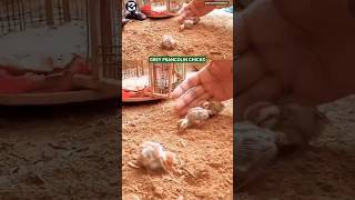 Grey Francolin Chicks | #teetar #cute #chicks