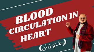 Blood circulation through heart