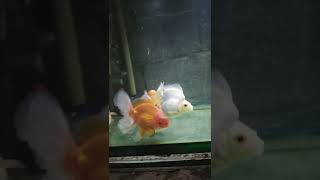 goldfish #shorts #short #goldfishtanksetup