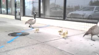 Cute family of geese in front of renarts shoes