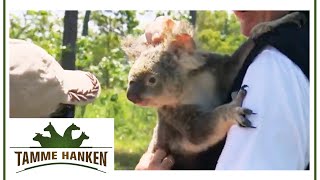 Koala Expedition: Tamme auf Koala Suche in Australien! | Tamme Hanken | Kabel Eins