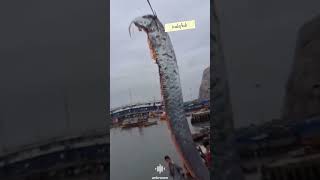 Benarkah Kemunculan Oarfish Penanda Bencana? #shorts