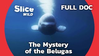 Analysing Belugas and Why They’re Threatened | SLICE WILD | FULL DOCUMENTARY