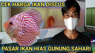 HARGA IKAN DISCUS || Pasar ikan hias gunung sahari